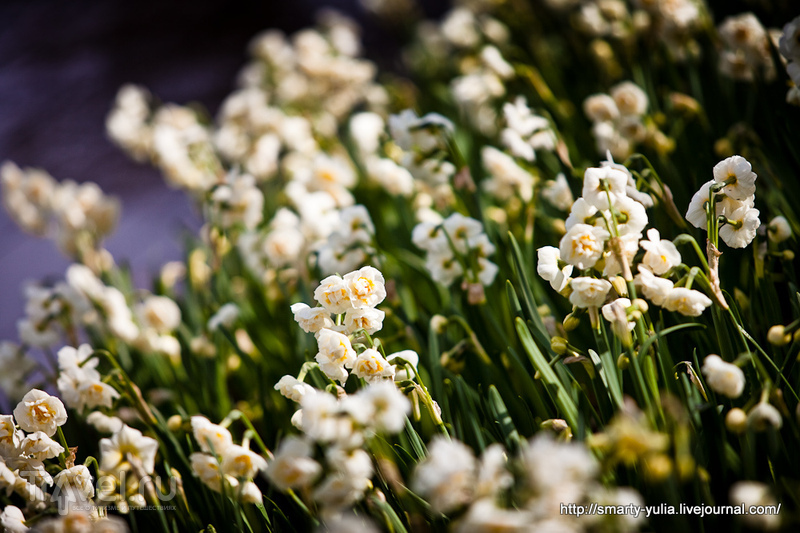 Нетюльпановый Кекенхоф в белом! / Фото из Нидерландов