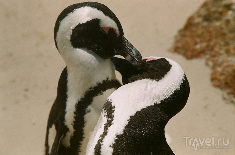 Африканские Пингвины под водой / ЮАР