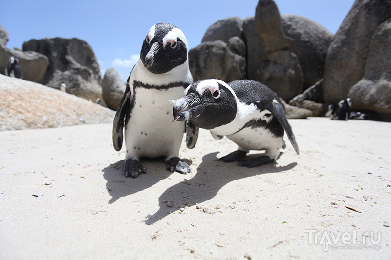 Операция "Внедрение" (кейптаунская колония африканских пингвинов) / ЮАР