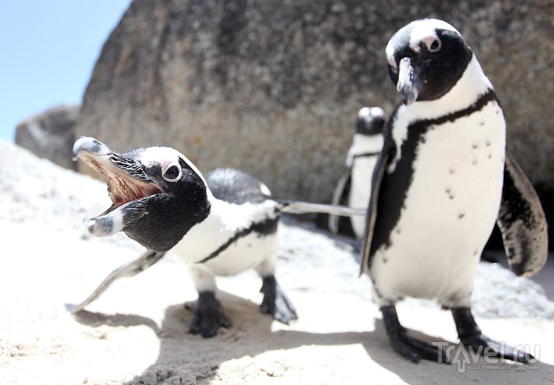 Операция "Внедрение" (кейптаунская колония африканских пингвинов) / ЮАР