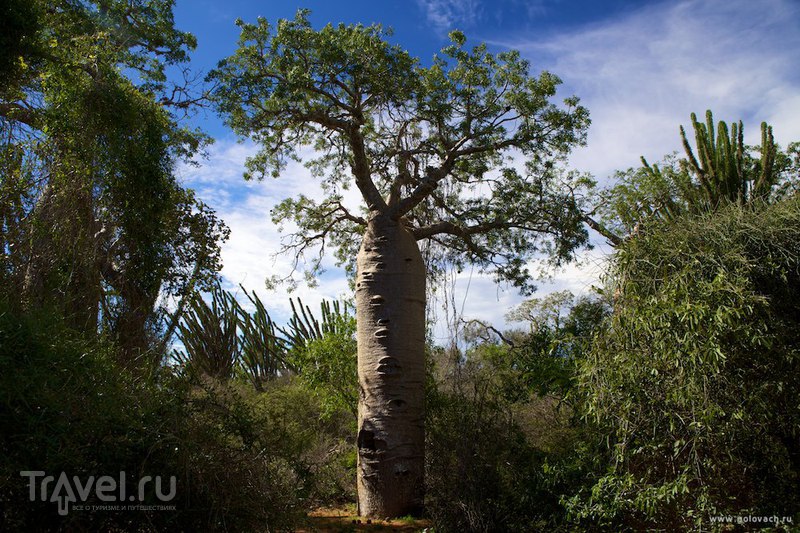 Мадагаскар: лес баобабов недалеко от Тулеара в местечке Ифати / Фото с Мадагаскара