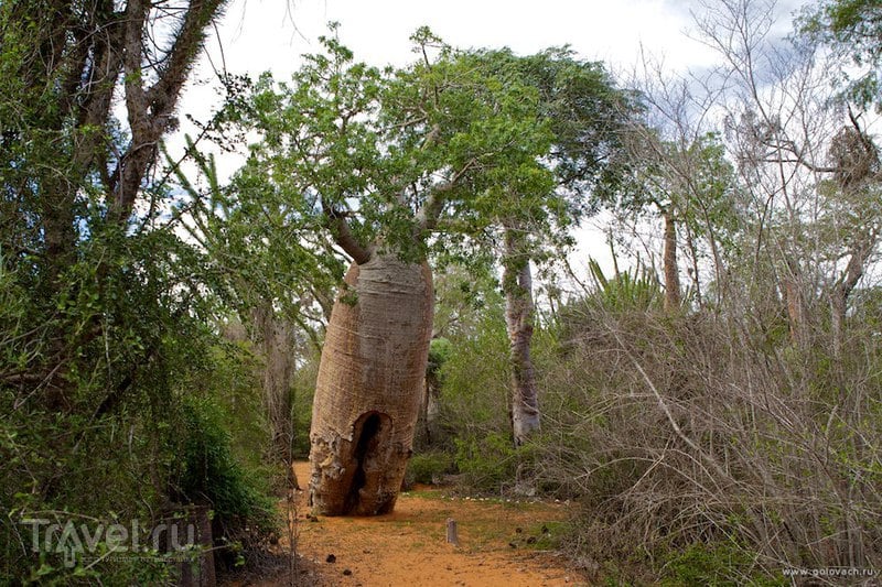 Мадагаскар: лес баобабов недалеко от Тулеара в местечке Ифати / Фото с Мадагаскара