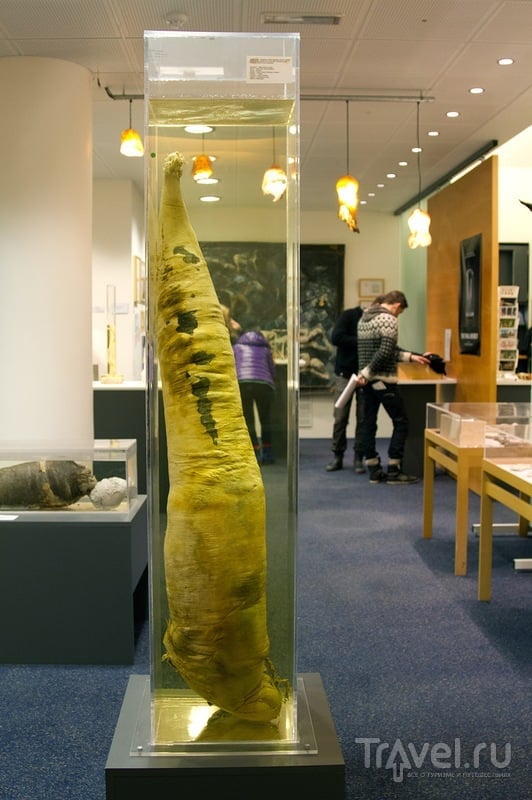 Самый большой музей пенисов в мире / Исландия