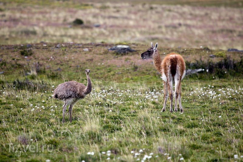 Восхождение к Голубым башням и животный мир Южной Патагонии / Фото из Чили