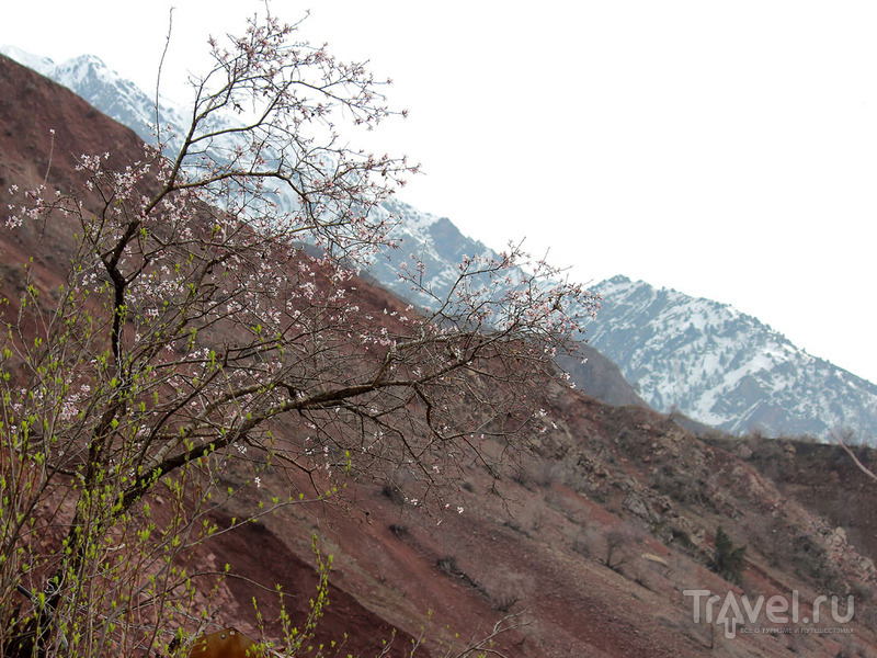 В горах Таджикистана / Таджикистан