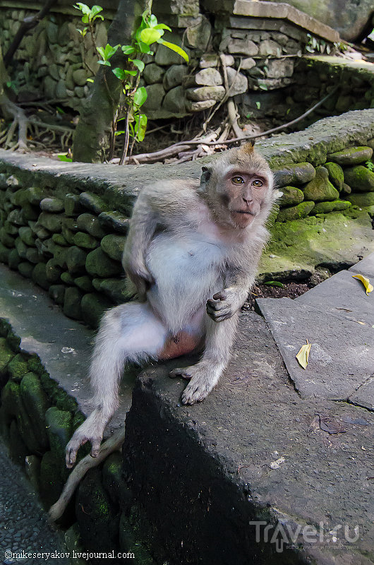 Лес обезьян в Убуде, Индонезия / Фото из Индонезии