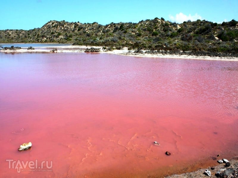 Розовое озеро Хильер в Австралии окружено зеленеющими эвкалиптами / Австралия