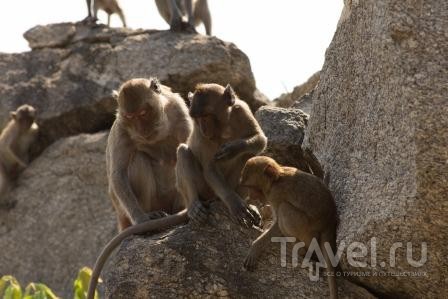 В стране летучих обезьян... / Таиланд