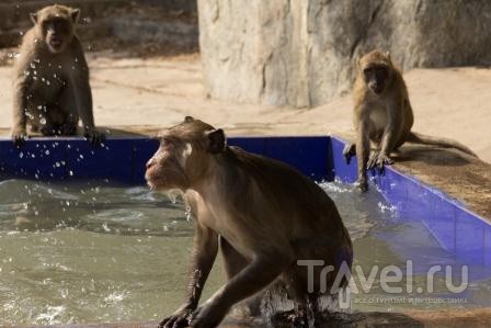 В стране летучих обезьян... / Таиланд