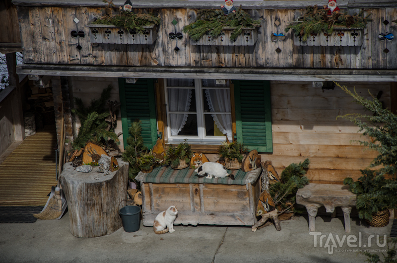 Коты на солнечной террасе / Фото из Швейцарии