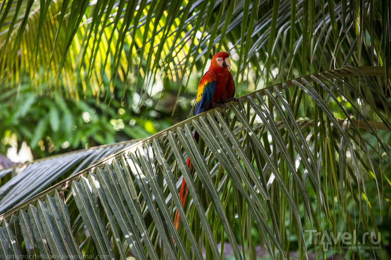 El Manantial - питомник красных Ара / Коста-Рика