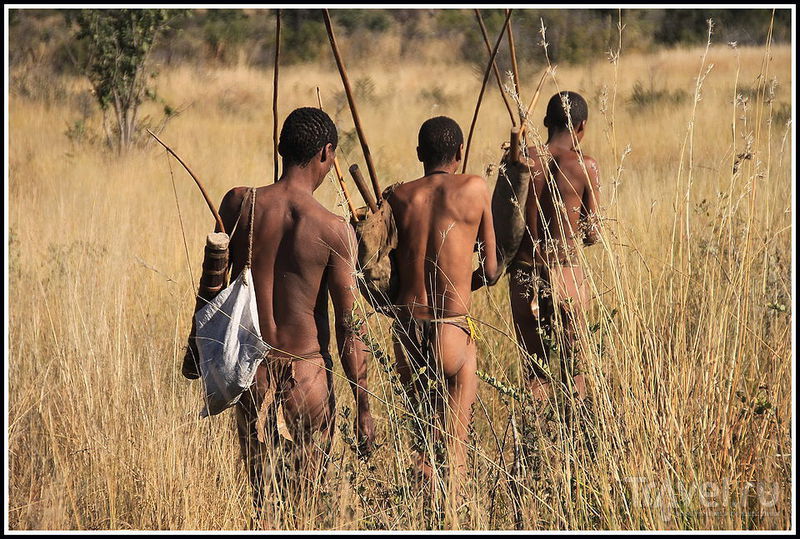 Охота с племенем сан в пустыне Калахари / Фото из Намибии
