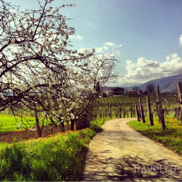 Primavera del prosecco superiore.    / 