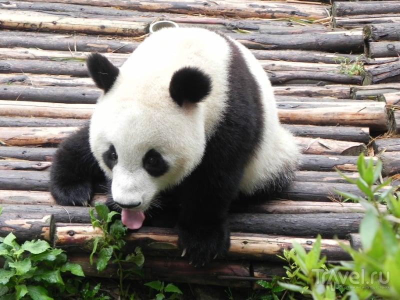 Панда или черно-белый котолап / Фото из Китая