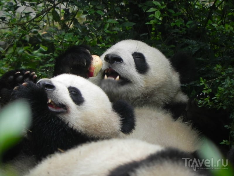 Панда или черно-белый котолап / Фото из Китая