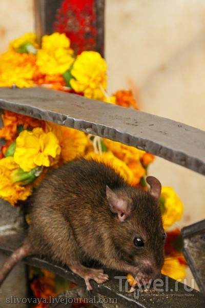 Храм крыс Шри Карни Мата в Дешноке / Индия