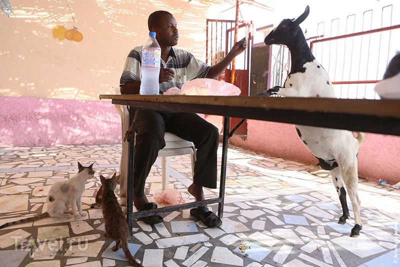 Джибути: кока-кола, козы и мечети / Фото из Джибути