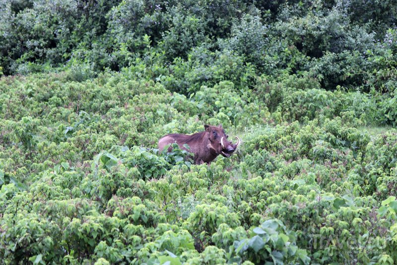 Национальный парк Абердар, Кения / Кения