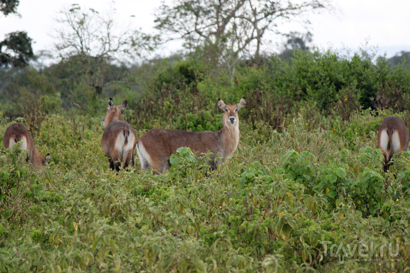 Национальный парк Абердар, Кения / Кения