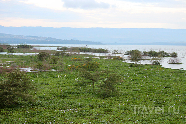 Кения: озеро Найваша и Масаи-Мара / Кения