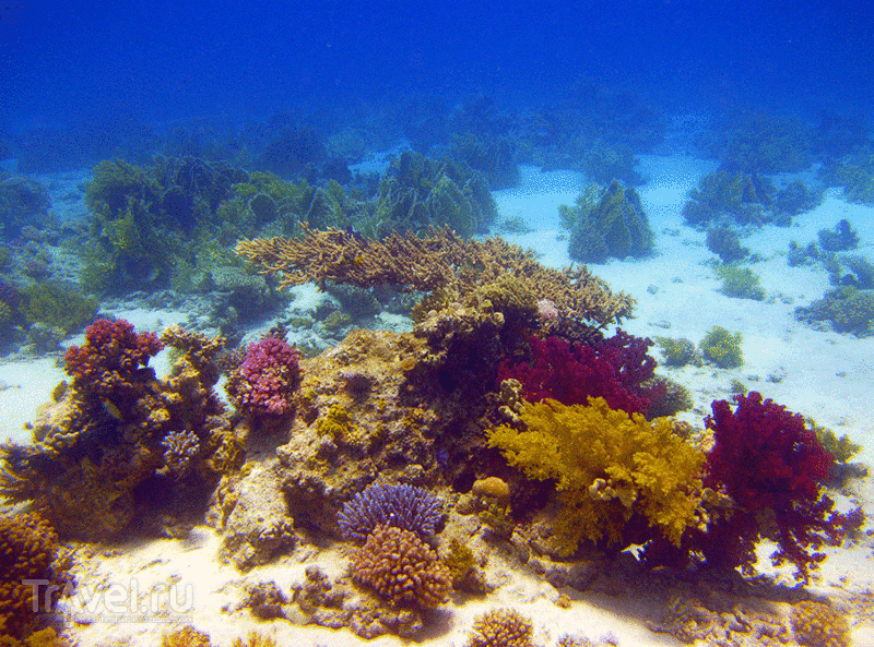 Красное море. Коралы / Фото из Египта