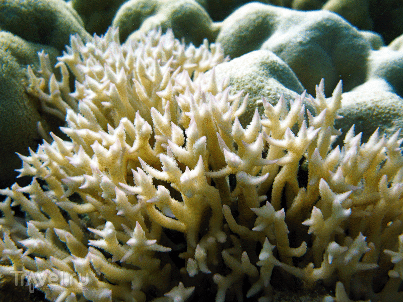 Красное море. Коралы / Фото из Египта
