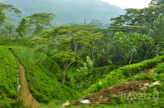 Шри-Ланка. Высокогорный чай / Шри-Ланка