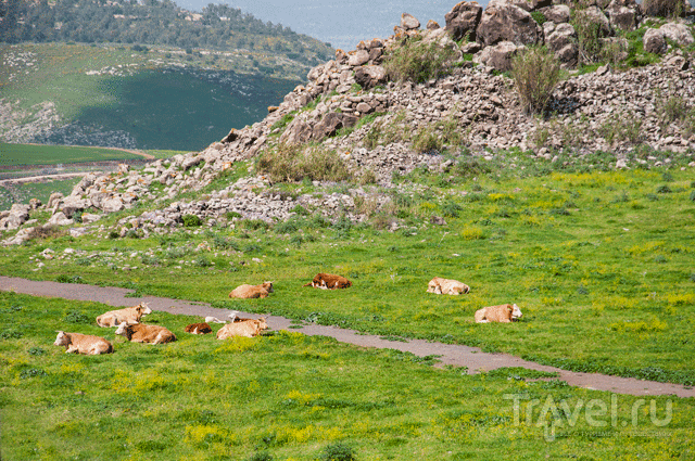 Путешествие по библейским местам: Тропа Иисуса / Фото из Израиля