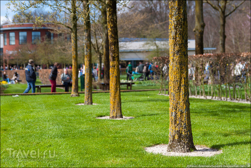 Парк Кёкенхоф / Фото из Нидерландов