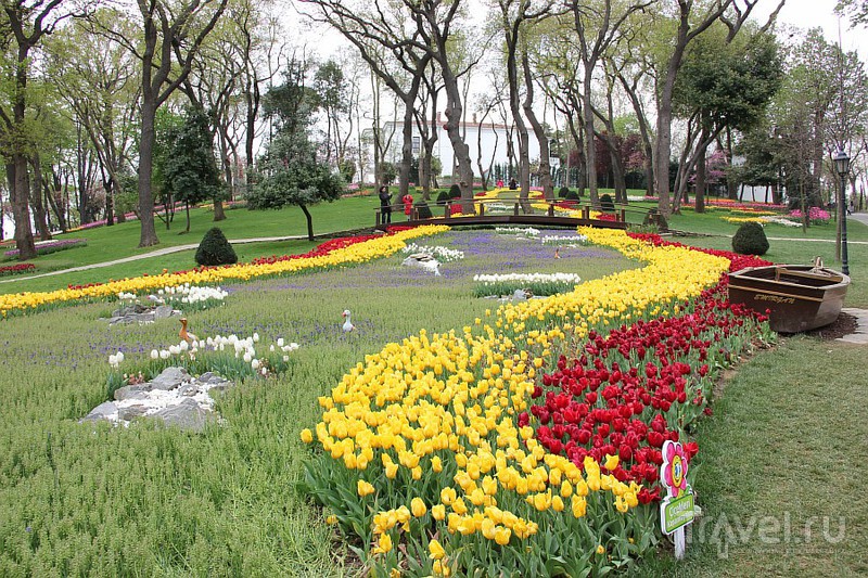 Тюльпаны в парке Эмигран / Турция