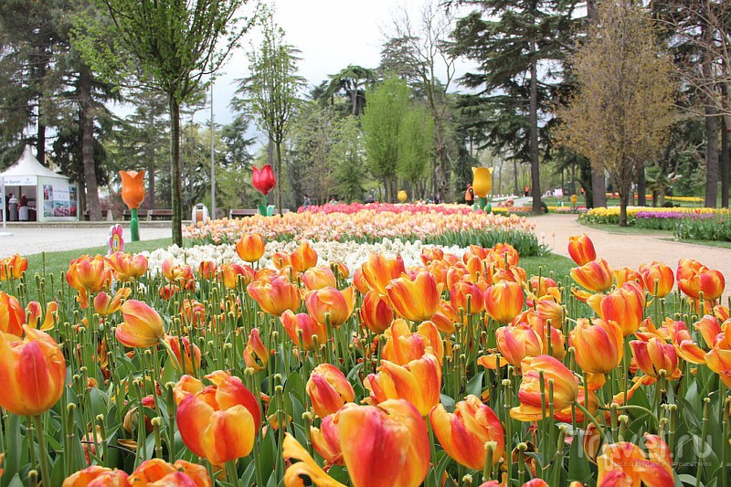 Тюльпаны в парке Эмигран / Турция