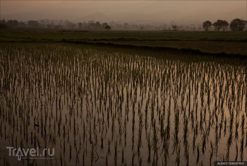Рассвет над рисовыми полями и кормление монахов / Мьянма
