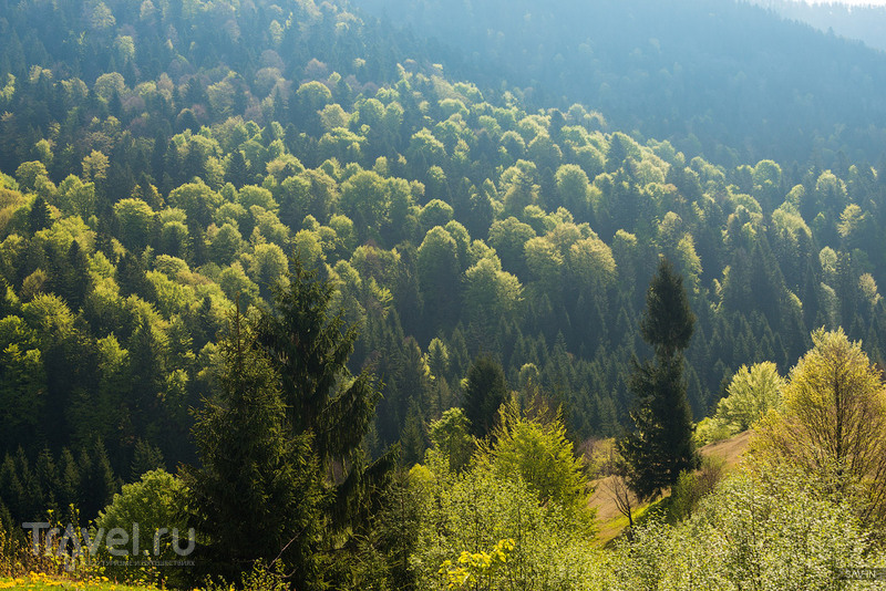 Весна в Карпатах / Фото с Украины