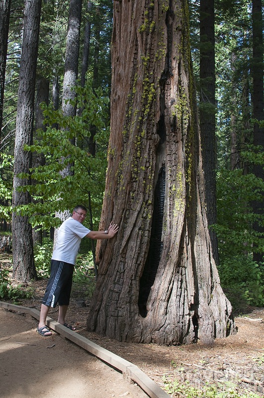 Большие и очень большие деревья! / США