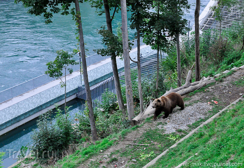 Берн и медведи / Фото из Швейцарии
