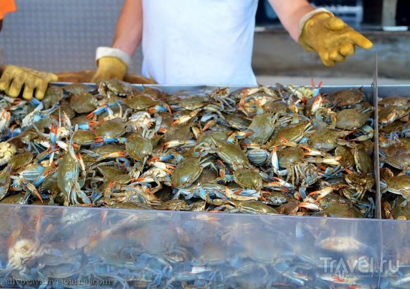 Рыбный рынок в пятнадцати минутах от Белого дома. Вашингтон / Фото из США