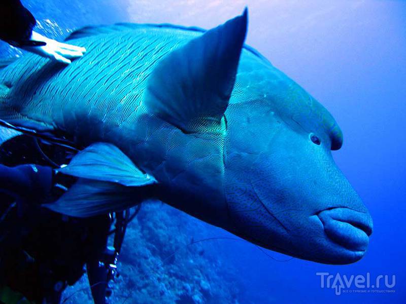 Красоты Красного моря. Рыбы / Египет