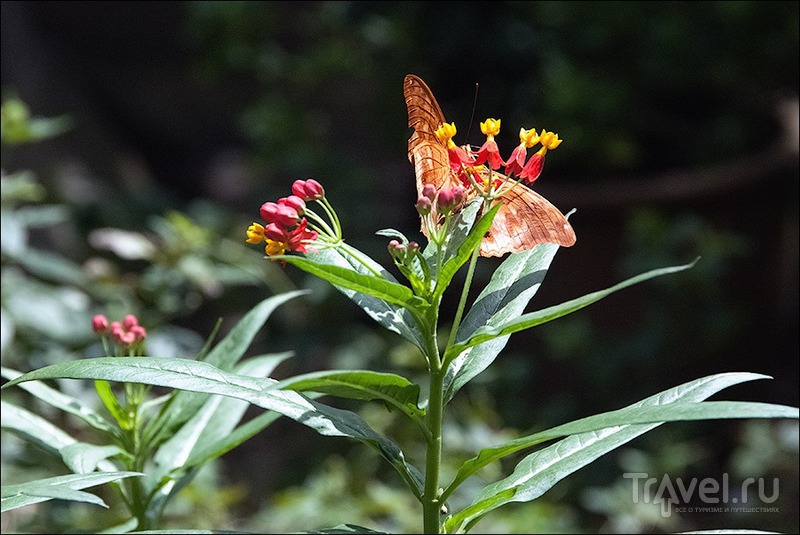 Butterfly Park and Insect Kingdom   ,  /   