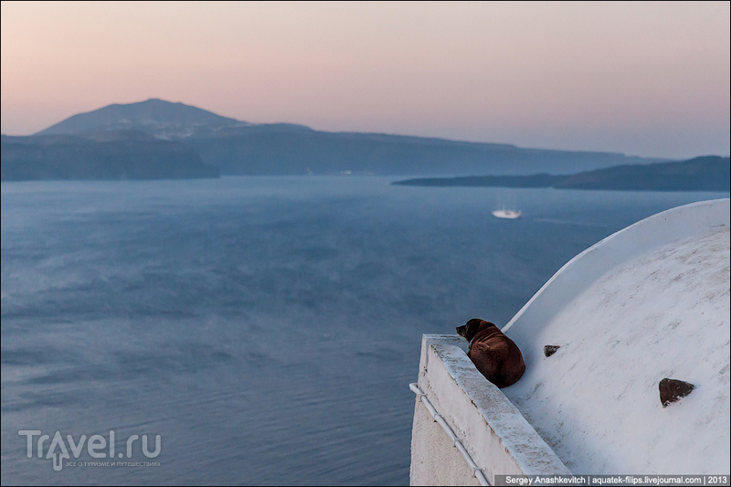 Все собаки попадают в рай. Утро на Санторине / Фото из Греции