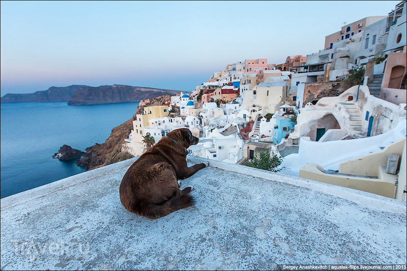 Все собаки попадают в рай. Утро на Санторине / Фото из Греции