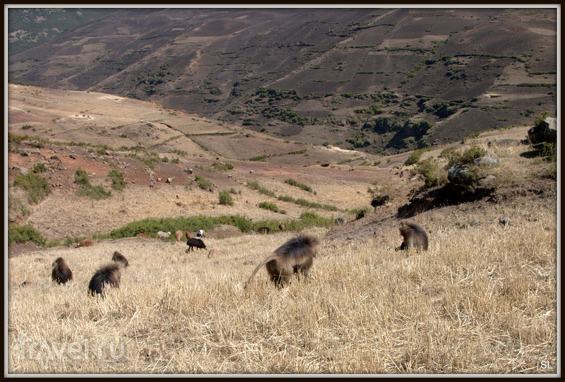 Simien Mountains Nationaal Park. Поход / Фото из Эфиопии
