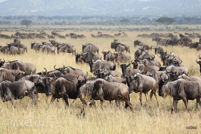 В мире животных / Фото из Танзании