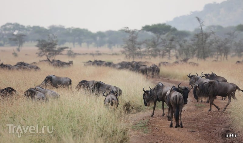 В мире животных / Фото из Танзании