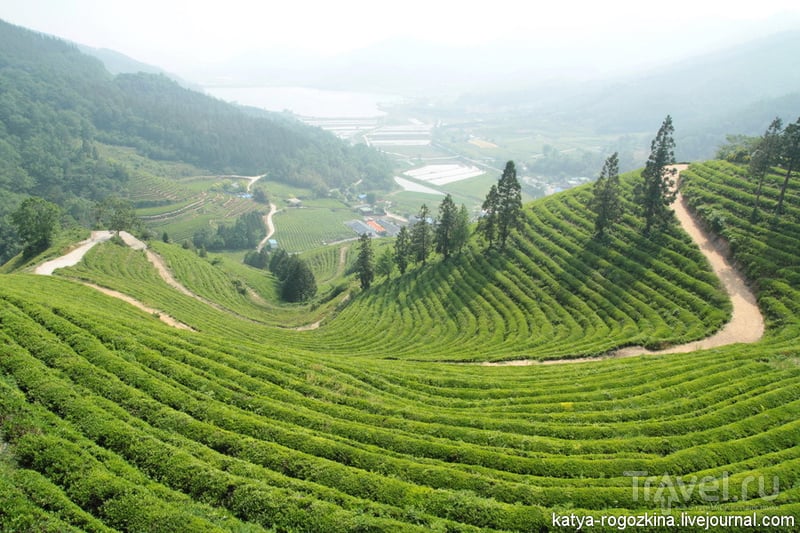Южная Корея. Чайные плантации Посон / Южная Корея