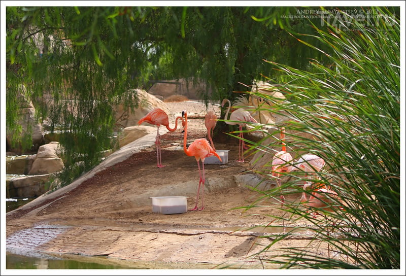 Зоопарк Фригия (Friguia Animal Park) / Фото из Туниса