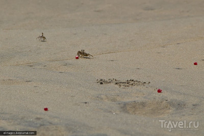 Дикий пляж Каппил, как сбивают кокосы без подручных предметов и волшебные закаты / Фото из Индии