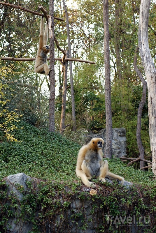 Зоопарк в Чианг Мае / Таиланд