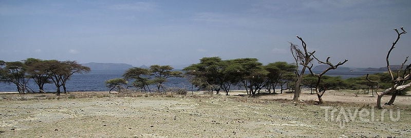 Дикий портрет Рифтовой долины. Национальный парк Абиата-Шала / Фото из Эфиопии