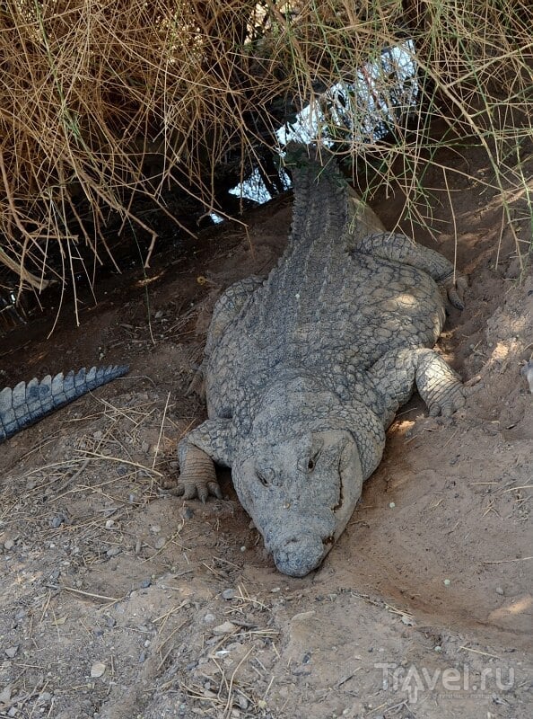 Здесь живут крокодилы... / Фото из Израиля
