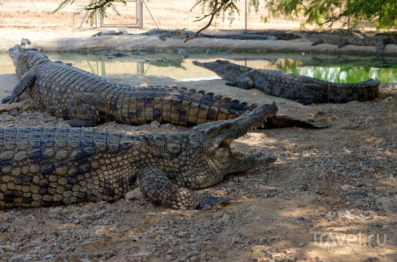 Здесь живут крокодилы... / Фото из Израиля